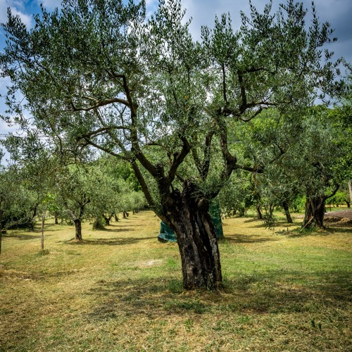 Stream episode Trader Joe's Olive Oil Cheese Board And Cutting Board