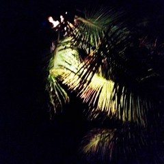 Brazilian Tropikal 2020