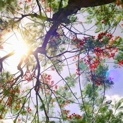 Phượng Buồn - H2K x Sli Petey