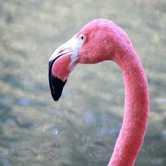 ESKOEFFEx- Das Sogerecht