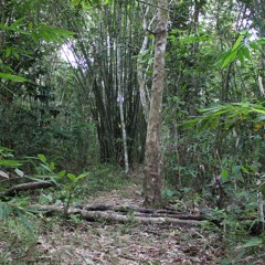Borneo | Kampung Semadang jungle afternoon ambience
