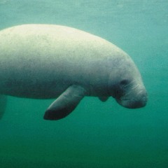 Phonic Mirror - Part 8 -- Helado Negro DJ Mix