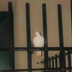 J. Albert - My Rave Ended Yours Just Began PREVIEW