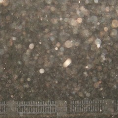 FOOLS OF DERELICTION - NELLA NIKNOT ft. Gracie B & Chris Gibbs