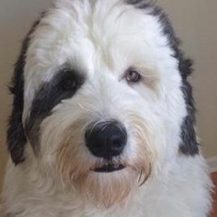 Shaggy Dog Productions #1