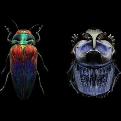 Mental Bugs - Naturalia 150 D Preview