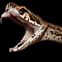 TAKJACOB - RUSSELL'S VIPER