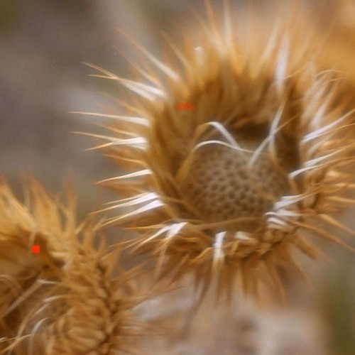 EDEN - isohel (low pitch)