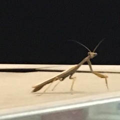 Dj Fred - Harassing Bugs