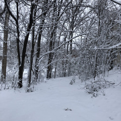 Carolina in the Pines (2019)