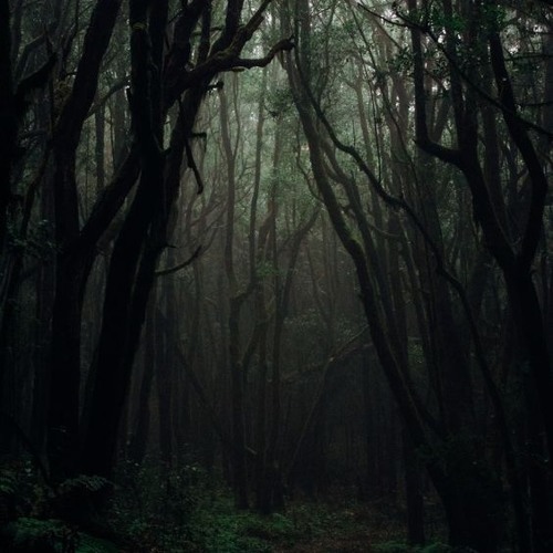 Through You, Through The Forests