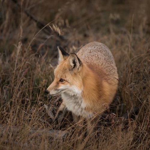 Soft (Weeklybeat challenge - Week2)