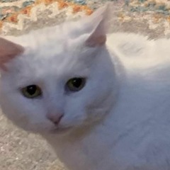 Leaves by Ben&Ben(Cover)