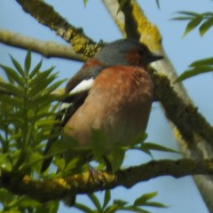 CHAFFINCH SONG
