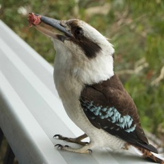Australian Birds - Coastal NSW