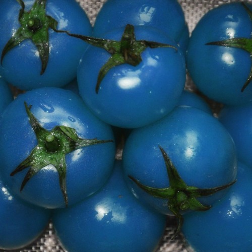 Stream Blue Tomatoes from a film by Royce Wood Junior
