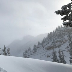 Chewing Cotton Wool Cover