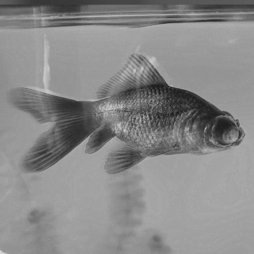 need sum sleep v1 (Prod. Novmber)