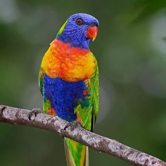 Abu Ama's Rainbow bird dub(with Autonomaton)free dl