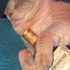 tommy hilfiger (p. cadence)