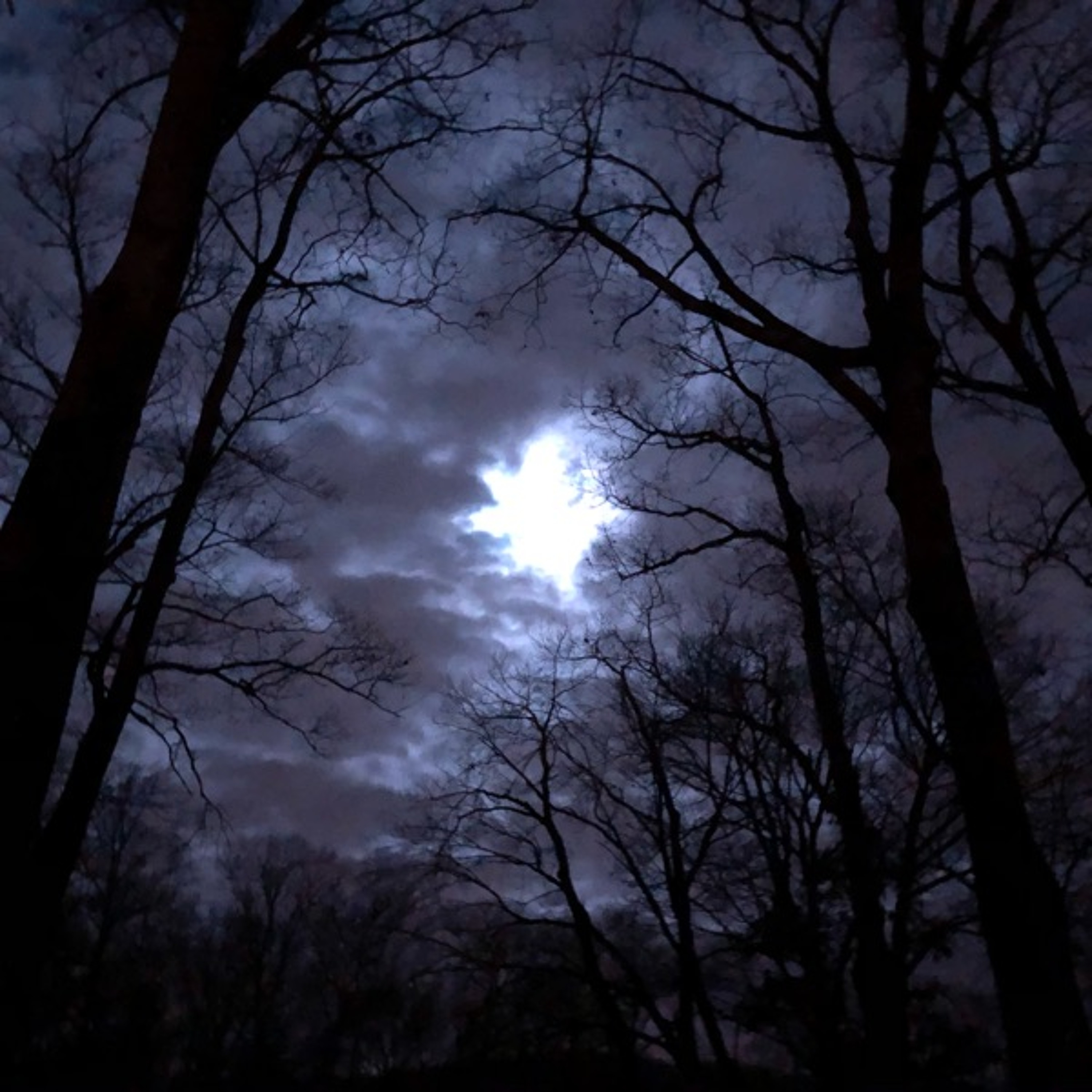 Songs from the Wood Between the Worlds