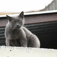 El diario de un gato asesino