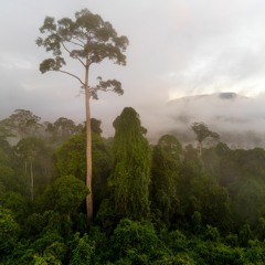 Borneo Rainforest - Dawn - Gibbons