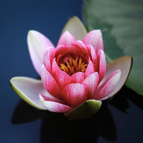 Culadasa February 2018 Patreon Q&A