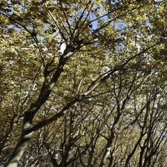 Time Flies (prod . Nk music )