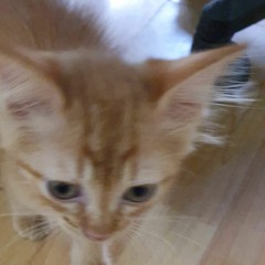 tama na ang drama (Ang Bandang Shirley cover)