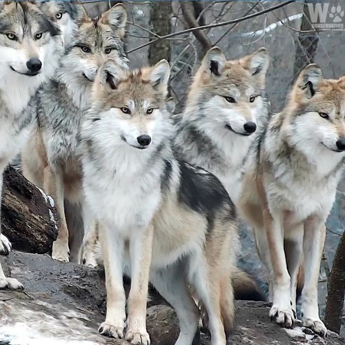 wolves at the door...but it's orchidea