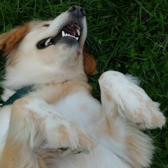 2020 - 01 - 12 Wolf Moon