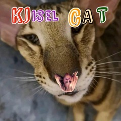Kjisel Cat