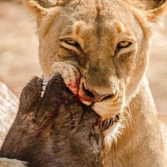 EXPANDING JUNGLETTES