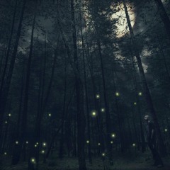 Rain Forrest at Dark