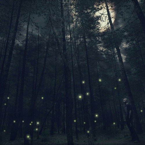 Rain Forrest at Dark