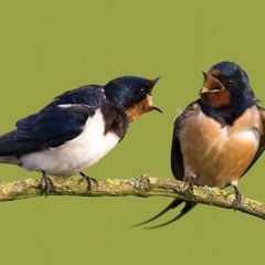 Traquet Rieur - Percussion