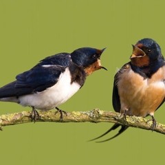 Pluvier Guignard - Piano