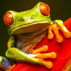 Barely Sound - Everlife