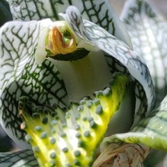 The sound when you face the nature