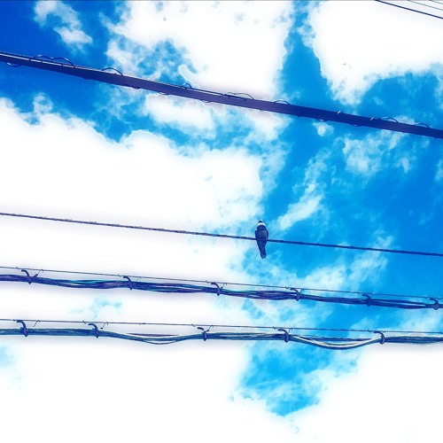 migratory birds