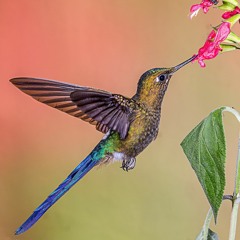 Haydn Sonata 30 Part (Allegro) - John Bogomil