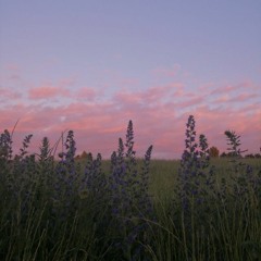 lilac
