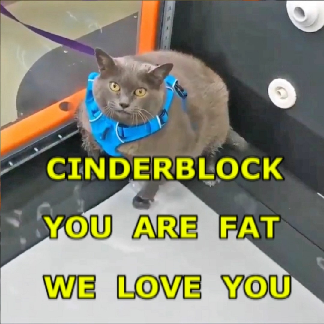 Stream ttypes music | Listen to Cinderblock the Cat: A Weightloss Opera  playlist online for free on SoundCloud