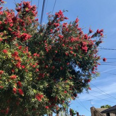 Classics Are Still Classics