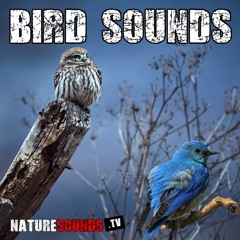 Relaxing Sound Of Birds Singing