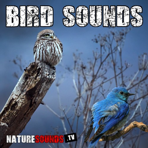 Relaxing Sound Of Birds Singing