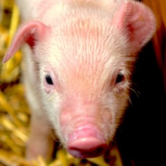 PIGGY PIGGY