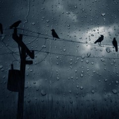 Wild Rain (live 2.0 extract)