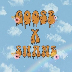 Goose x Shane